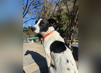 Aufgeweckter Junghund Ozzy