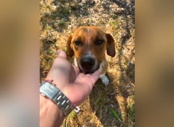 Traumhund Andom- ein Junghund zum Verlieben