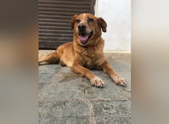Charmante Hundeseniorin Ginger