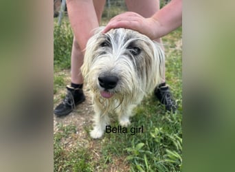 Bella - liebevolle Hündin sucht ein warmes Zuhause