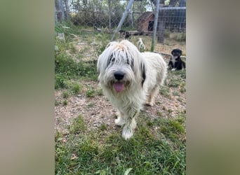 Bella - liebevolle Hündin sucht ein warmes Zuhause