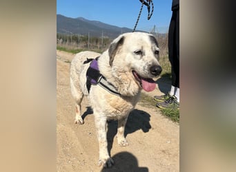 Katia- Senior-Hund sucht endlich Sicherheit & Liebe