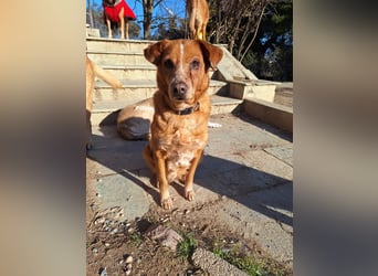 Charmante Hundeseniorin Ginger