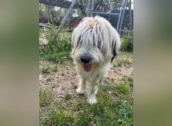 Bella - liebevolle Hündin sucht ein warmes Zuhause