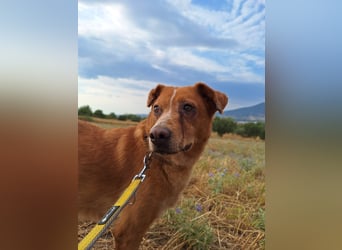 Charmante Hundeseniorin Ginger