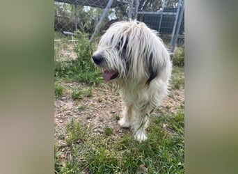 Bella - liebevolle Hündin sucht ein warmes Zuhause