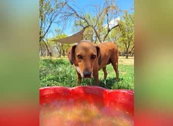 Sanfte Hündin Sandy sucht dich!