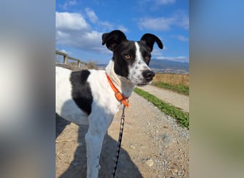 Aufgeweckter Junghund Ozzy