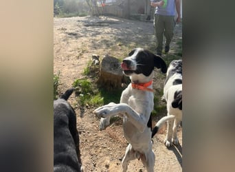 Ozzy - aufgeweckter Junghund sucht seine Menschen