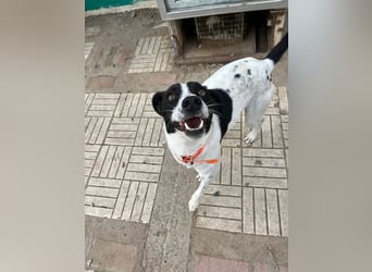 Ozzy - aufgeweckter Junghund sucht seine Menschen