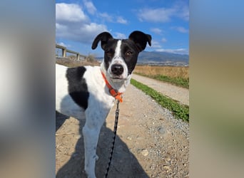 Aufgeweckter Junghund Ozzy