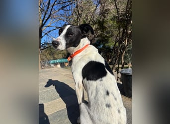 Aufgeweckter Junghund Ozzy