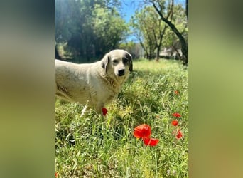 Katia- Senior-Hund sucht endlich Sicherheit & Liebe