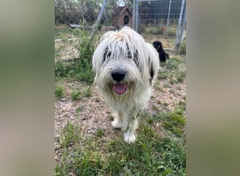 Bella - liebevolle Hündin sucht ein warmes Zuhause