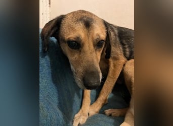 Summer - ein sanfter Hund auf der Suche nach Menschen mit Herz und Geduld