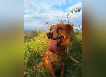 Charmante Hundeomi Ginger sucht liebevolle Menschen