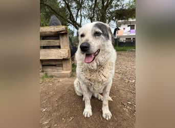 Katia- Senior-Hund sucht endlich Sicherheit & Liebe