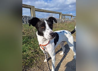 Aufgeweckter Junghund Ozzy