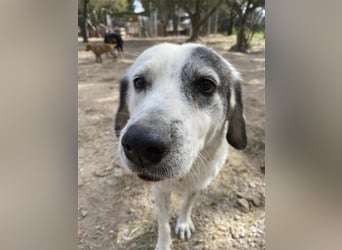 Katia- Senior-Hund sucht endlich Sicherheit & Liebe
