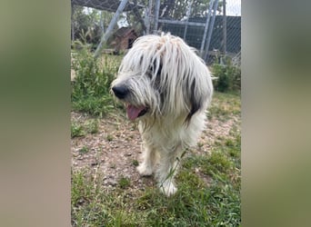 Bella - liebevolle Hündin sucht ein warmes Zuhause