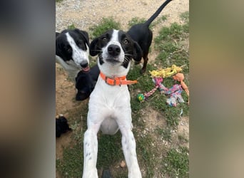 Ozzy - aufgeweckter Junghund sucht seine Menschen