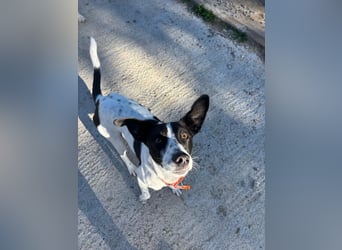 Aufgeweckter Junghund Ozzy