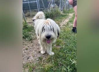 Bella - liebevolle Hündin sucht ein warmes Zuhause