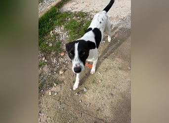 Ozzy - aufgeweckter Junghund sucht seine Menschen