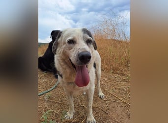 Katia- Senior-Hund sucht endlich Sicherheit & Liebe