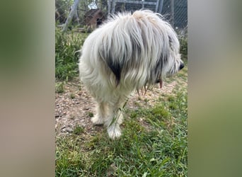 Bella - liebevolle Hündin sucht ein warmes Zuhause