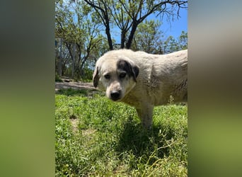 Katia- Senior-Hund sucht endlich Sicherheit & Liebe