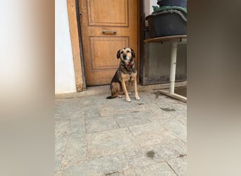 Summer - ein sanfter Hund auf der Suche nach Menschen mit Herz und Geduld
