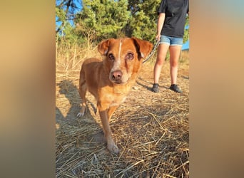 Charmante Hundeseniorin Ginger