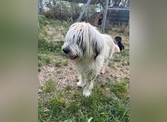 Bella - liebevolle Hündin sucht ein warmes Zuhause