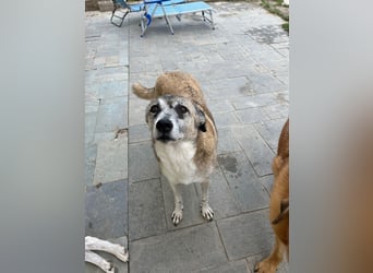 Unkomplizierte Hündin Kira sucht ein Zuhause