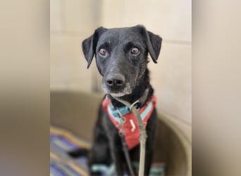 Alva sucht ein neues Zuhause