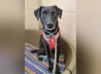 Alva sucht ein neues Zuhause