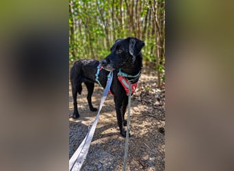 Alva sucht ein neues Zuhause