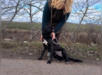 Bogár, liebevolle Herzensbrecherin, ca. 1 Jahr, ca. 47 cm, ca. 21 kg *in 88299 Leutkirch*