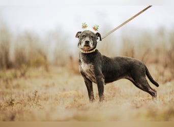 Fatima, soziale Hundedame, ca. 6 Jahre, *in 47198 Duisburg*