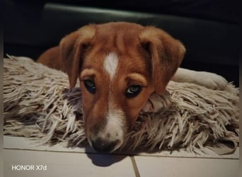 Luca, verspielte Herzensbrecherin, ca. 3 Monate, ca. 24 cm, ca. 4 kg