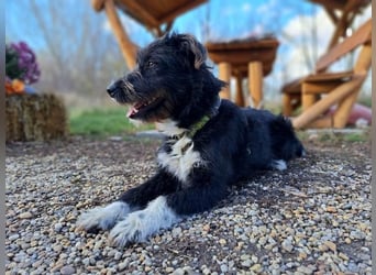 Lua, liebenswürdige Hundedame, ca. 1 Jahr, ca. 48 cm, ca 15 kg