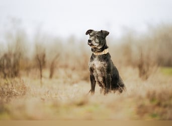 Fatima, soziale Hundedame, ca. 6 Jahre, *in 47198 Duisburg*