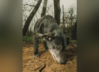 Fatima, soziale Hundedame, ca. 6 Jahre, *in 47198 Duisburg*