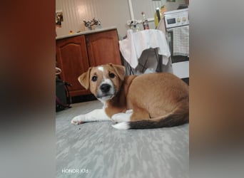 Luca, verspielte Herzensbrecherin, ca. 3 Monate, ca. 24 cm, ca. 4 kg