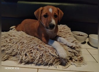 Luca, verspielte Herzensbrecherin, ca. 3 Monate, ca. 24 cm, ca. 4 kg