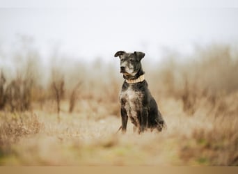 Fatima, soziale Hundedame, ca. 6 Jahre, *in 47198 Duisburg*