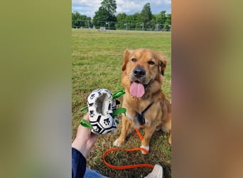 Hektor, sensibler Hundemann, 49 cm,19 kg, *in 38118 Braunschweig*