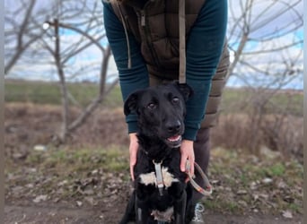 Bogár, liebevolle Herzensbrecherin, ca. 1 Jahr, ca. 47 cm, ca. 21 kg *in 88299 Leutkirch*