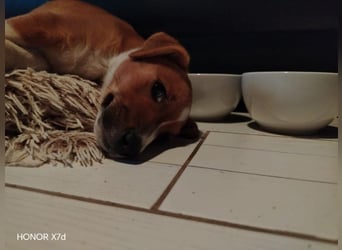 Luca, verspielte Herzensbrecherin, ca. 3 Monate, ca. 24 cm, ca. 4 kg